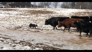 Border Collie Herding Stubborn Cattle [upl. by Eltsirhc288]