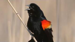 How Nature Works Redwinged Blackbird Display [upl. by Adnuhsat654]