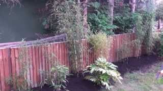 Bamboo dividing to create a hedge [upl. by Aynna800]