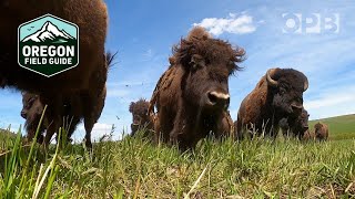 Bison Ranching in Oregons Wallowa Mountains  Oregon Field Guide [upl. by Ytsur]