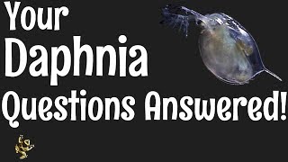 Daphnia Questions Answered [upl. by Eniffit]