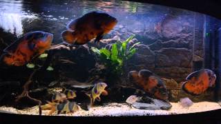 astronotus ocellatus peru oscar fishclown loaches Cichlasoma cyanoguttatum HD Ep9 [upl. by Venetia]