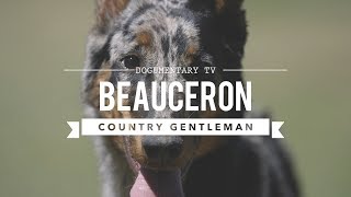 ALL ABOUT BEAUCERON THE COUNTRY GENTLEMAN [upl. by Linad]