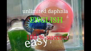 daphnia moina culture Easy way Unlimited production English  with sub Green water Chlorella [upl. by Yelmene988]