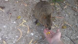 When Quokkas Attack [upl. by Naot]