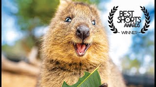 Quokka in the Wild Habitat and Behavior [upl. by Cosmo]