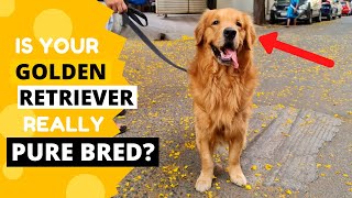 How to Identify a Pure Golden Retriever Puppy [upl. by Ever]