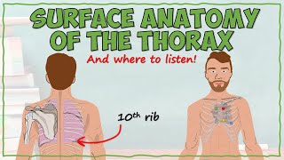 Surface Anatomy of the Thorax [upl. by Holleran199]