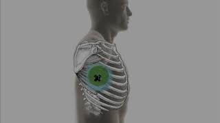 Trigger Point Anatomy  Serratus Anterior Muscle [upl. by Nuoras]