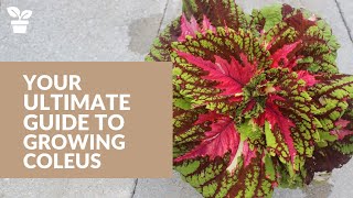 Your Complete Guide to Coleus Care From Seed to Harvest [upl. by Rogerg253]