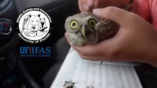 All About Floridas Burrowing Owls [upl. by Hembree]