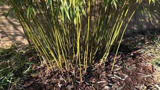 How to Trim Clumping Bamboo Fargesia Robusta amp Scabrida [upl. by Alyworth]