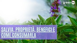 Salvia proprietà benefici e come consumarla [upl. by Lauritz424]