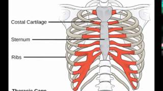 Two Minutes of Anatomy Sternum [upl. by Anehsat]