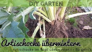 Artischocke überwintern im Garten und im Kübel [upl. by Aticnemrac]