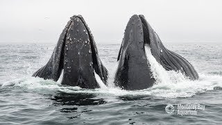 🐋 Humpback Whales Bubble Net Feeding  WWFAustralia [upl. by Joaquin927]