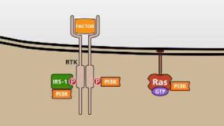 The PI3KAKT signalling pathway [upl. by Dett]