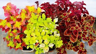 COLEUS Plant CARE 101 AZ Info amp My COLLECTION [upl. by Hilar505]