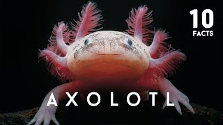 10 Facts About Axolotl [upl. by Viens]