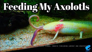 What Do Axolotls Eat [upl. by Lane]