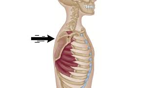 Serratus Anterior  Winged Scapula  Trigger Point Therapy [upl. by Aram240]