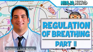 Respiratory  Regulation of Breathing Central amp Peripheral Chemoreceptors Part 2 [upl. by Yttak]