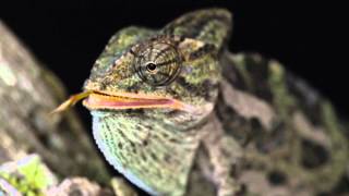 Chameleon Eating a GrassHopper [upl. by Barclay]