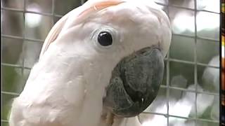 Cockatoos  Care and Breeding  Part 1 Full [upl. by Josselyn]