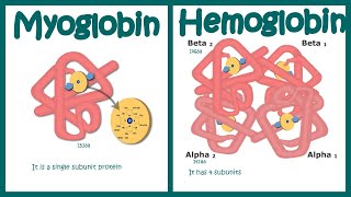 Hemoglobin vs Myoglobin [upl. by Lichtenfeld]