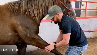 How A Horse Chiropractor Does Adjustments [upl. by Driskill]