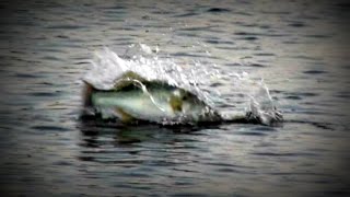 Topwater Bass Fishing Blowups Series 13  Mayhem [upl. by Darrick165]