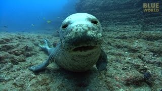 Hawaiian Monk Seals  JONATHAN BIRDS BLUE WORLD [upl. by Kila]