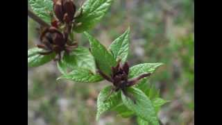 Plant portrait  Carolina allspice Calycanthus floridus [upl. by Ralfston]