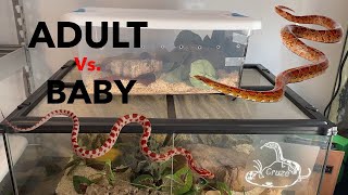 Adult Vs Baby Corn Snake Care [upl. by Yenwat]