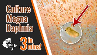 How to culture DAPHNIA MAGNA  The easy way [upl. by Saihtam]