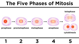 Mitosis How One Cell Becomes Two [upl. by Spaulding]