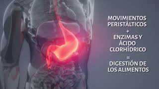 Funcionamiento del aparato digestivo [upl. by Atinaj]