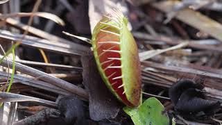 Venus fly trap closing [upl. by Greenfield]