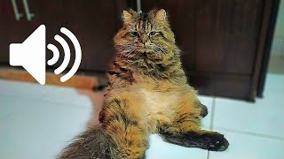 MALE CAT IN HEAT CALLING FEMALE 🐈 PRANK YOUR PETS [upl. by Schofield990]