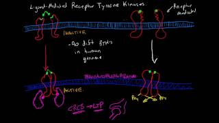 Receptor Tyrosine Kinases [upl. by Sansone]