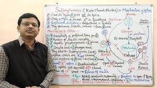 Diabetes Mellitus Part10 Mechanism of Action of Sulfonylurease  Antidiabetic Drugs  Diabetes [upl. by Naitsirt]