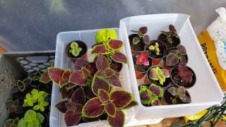 Jims Wholiest of Coleus Growing Coleus YOU CAN DO THIS [upl. by Sergent]