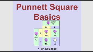 Punnett Square Basics [upl. by Adolphe798]