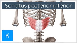 Serratus Posterior Inferior Muscle Overview  Human Anatomy  Kenhub [upl. by Buskus]