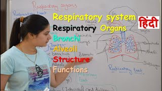 Respiratory system anatomy amp physiology in hindi  Organs  structure  functions [upl. by Marlie]