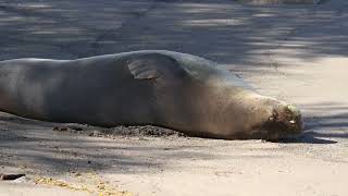 Monk Seals  Maui Underwater Life [upl. by Aitropal552]