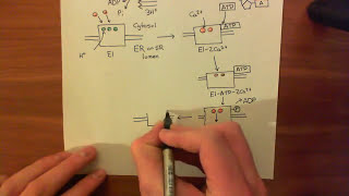 The Sarco  Endoplasmic Reticulum Calcium ATPase SERCA Part 2 [upl. by Lasiaf]