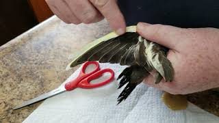 Clipping Cockatiel Wings [upl. by Oluas]