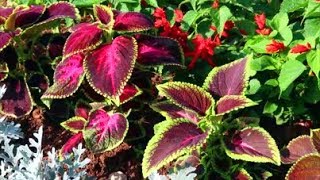 How to Grow Coleus from Seed [upl. by Yung]