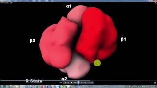 Hemoglobin R T State Howard Hughes Institute with Narration [upl. by Anairotciv]